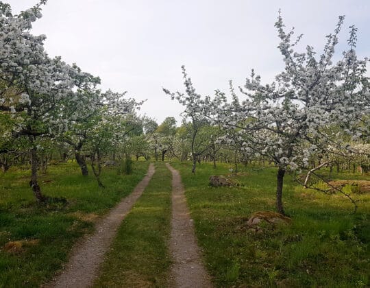Blommande fruktträd längs grusväg i ängslandskap med grönska och stenblock i nordöstra Skåne