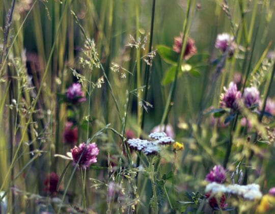 Ängsblommor på en äng